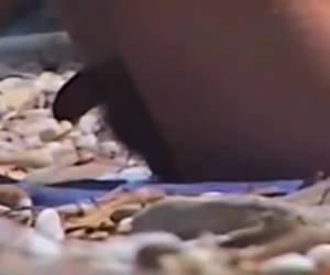 Deze gay voyeur kan al opgewonden raken van een lekker jongen op het naturistenstrand en filmt hem om thuis bij te masturberen. Amateur , Gay voyeur filmt lekkere jongen op het naturistenstrand